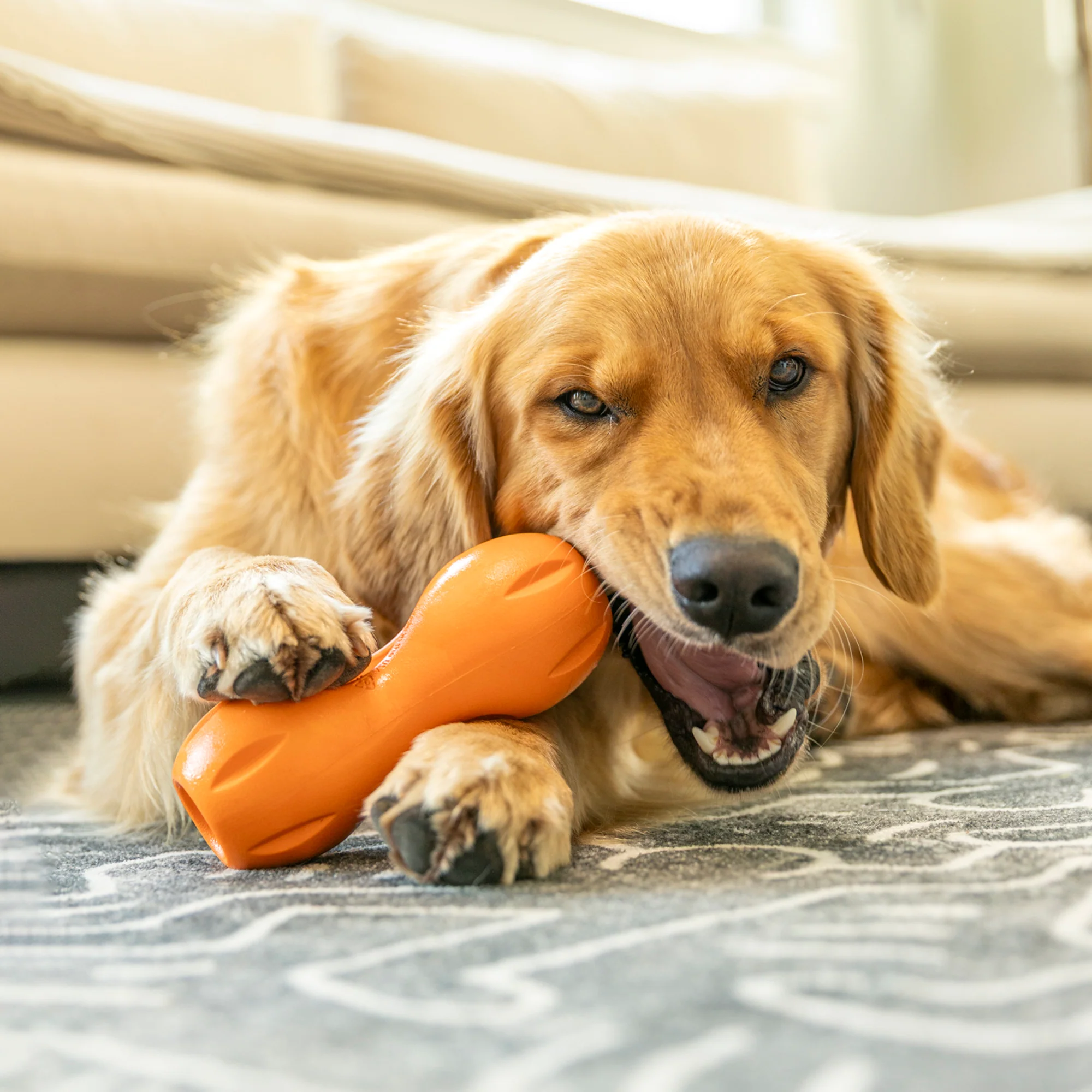 West Paw durable dog toy case study, destruction-test product creative